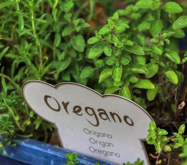 Oregano w kuchni: do jakich potraw warto je dodać, by zaskoczyć smakiem