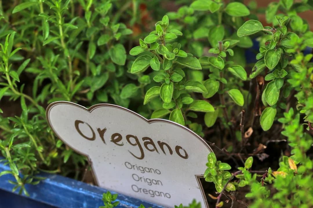 Dzikie oregano na co? Odkryj jego niezwykłe właściwości zdrowotne
