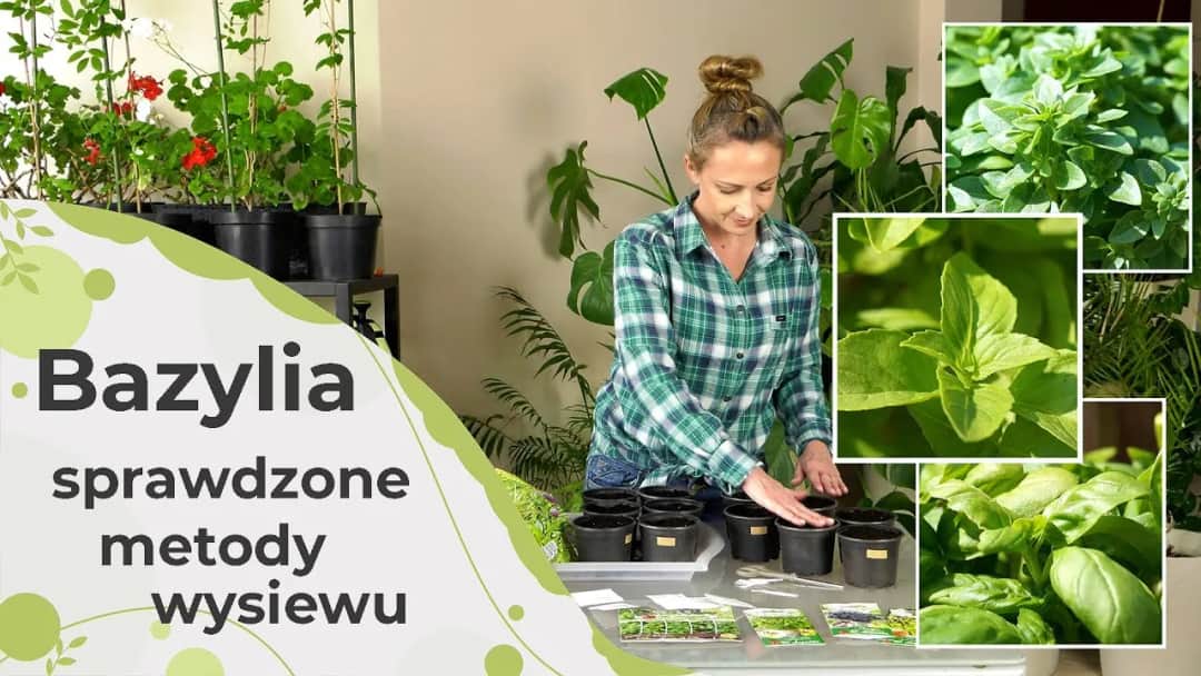 Jak sadzić bazylię, aby uniknąć najczęstszych błędów w uprawie