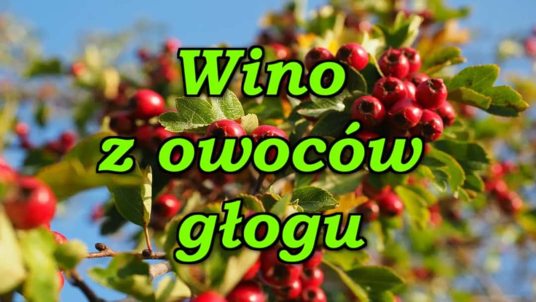 Jak zrobić wino z głogu - prosty przepis na domowe wino