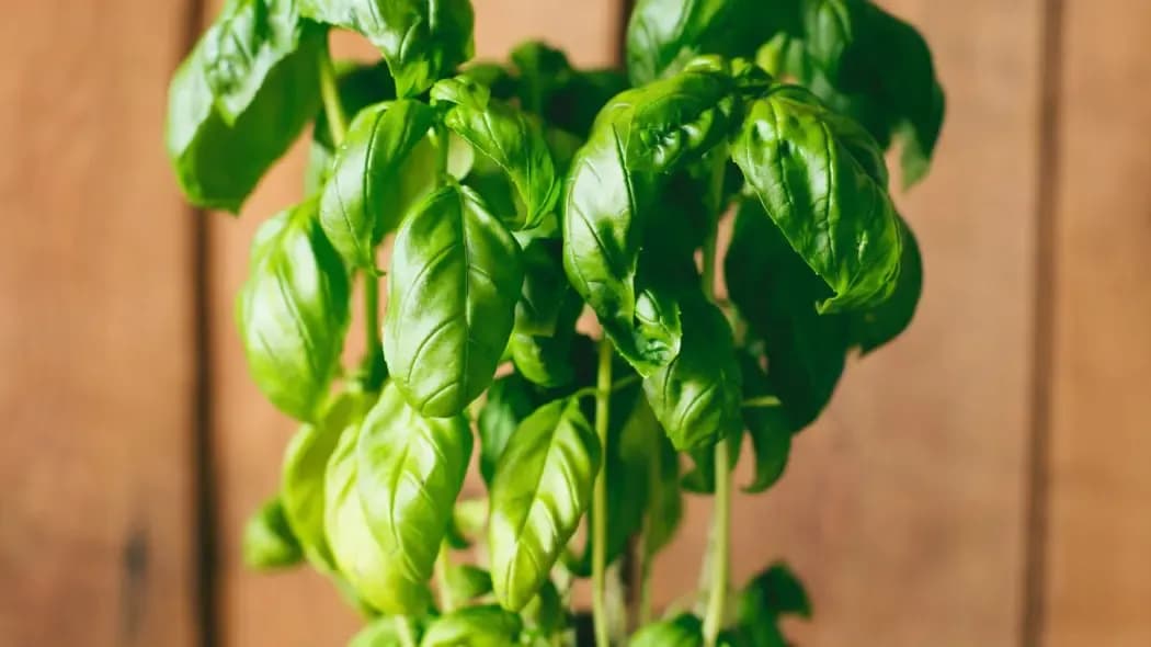 Jak wyhodować bazylię w domu i cieszyć się świeżymi ziołami