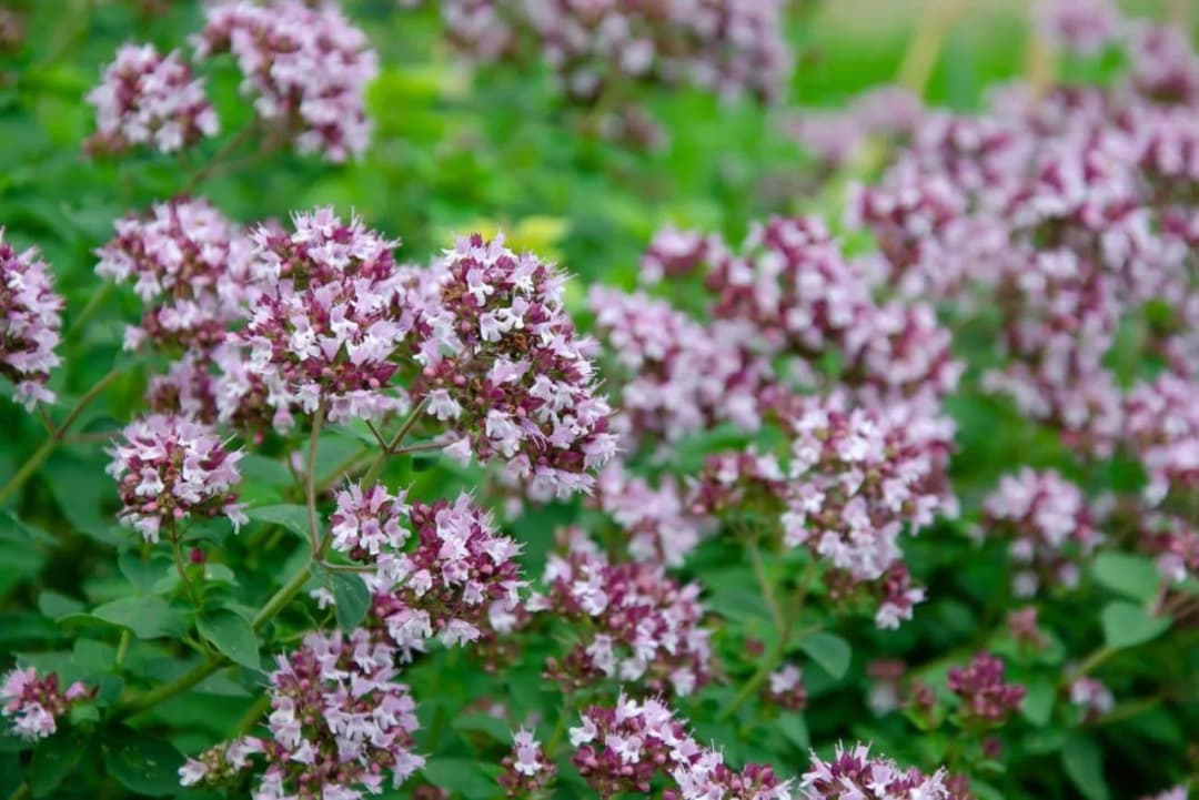 Oregano z czym sadzić – najlepsze rośliny do uprawy obok oregano