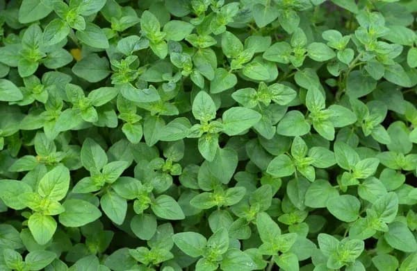 Jak wygląda oregano? Odkryj jego piękno na zdjęciach