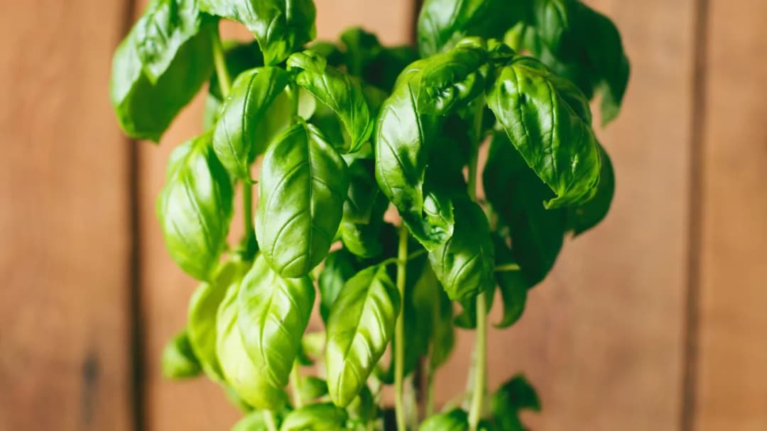 Jak posadzić bazylię w doniczce, by uniknąć najczęstszych błędów