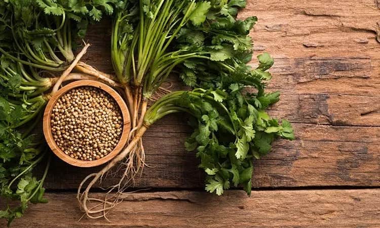 Kolendra mielona do czego? Odkryj jej niezwykłe zastosowania w kuchni