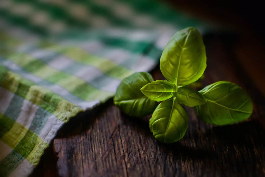 Czym nawozić bazylię, aby uzyskać zdrowe i aromatyczne liście?