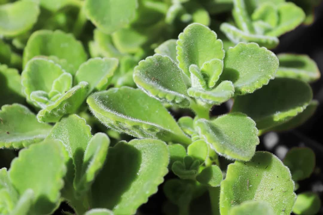 Oregano kubańskie do czego? Odkryj jego niezwykłe zastosowania w kuchni