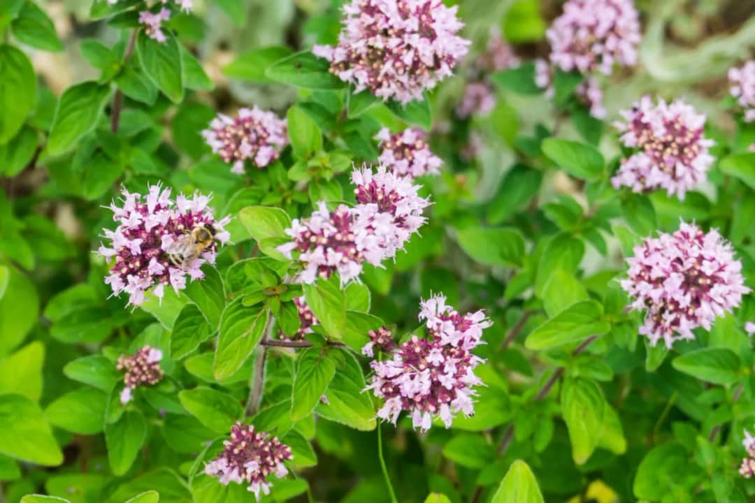 Oregano a majeranek jak odróżnić: kluczowe różnice i zastosowania