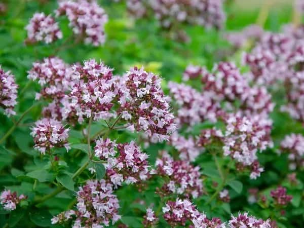 Czy kwiaty oregano są jadalne? Odkryj ich smak i korzyści zdrowotne