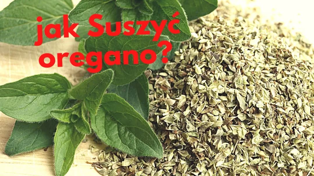 Jak suszyć oregano w domu, by zachować jego smak i aromat