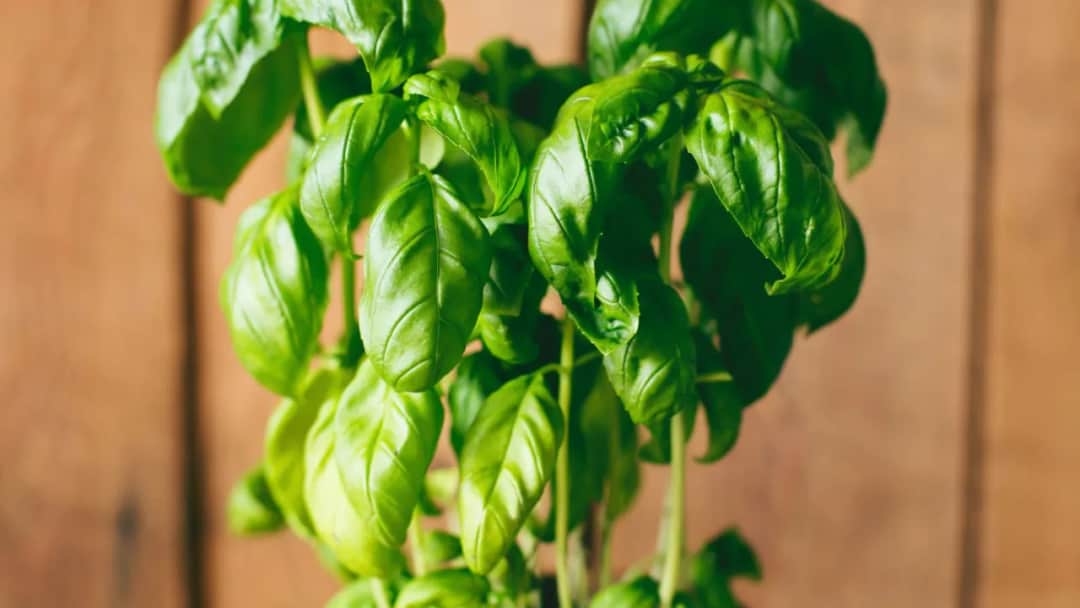 Jak wysiać bazylię: skuteczne metody dla pięknych roślin